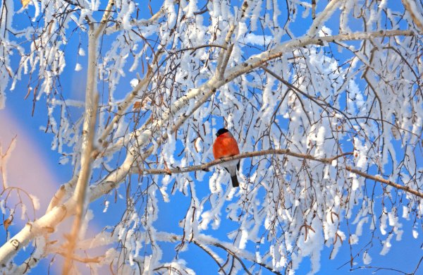 Снегири на Березе зимой