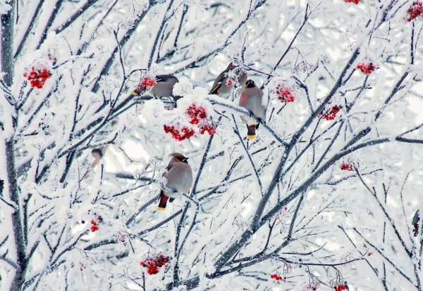 Снегири рябина снег