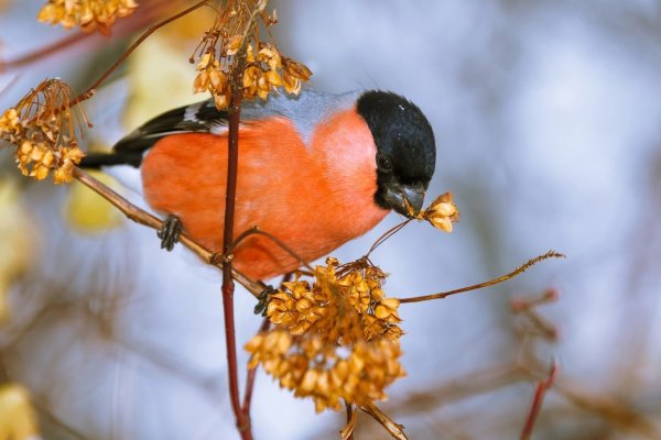 Снегири зимой