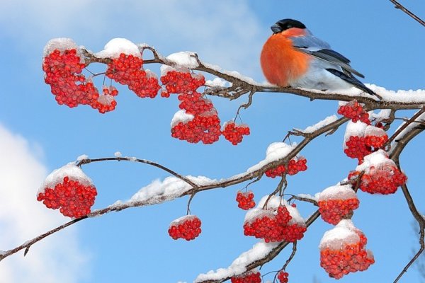 Рябина под снегом Снегирь