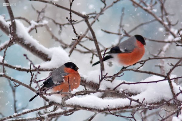 Снегири на ветке