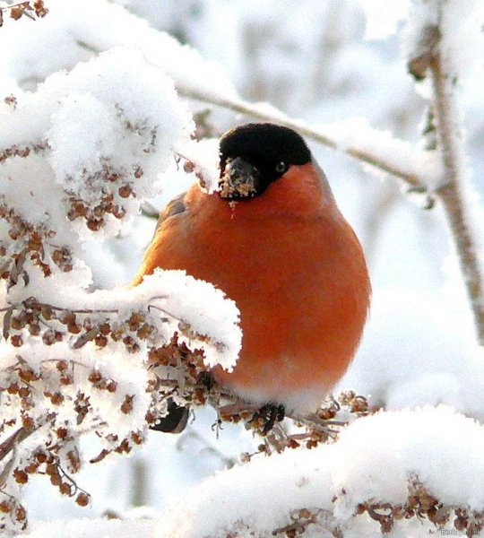 Снегири на снегу
