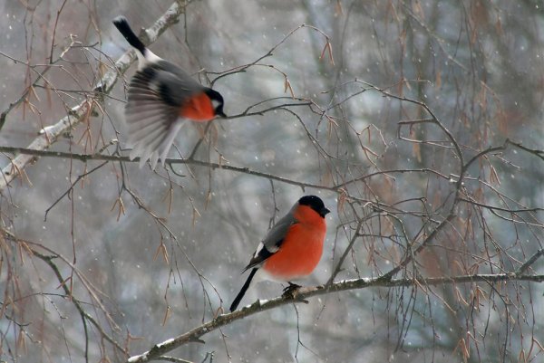 Снегириная стая