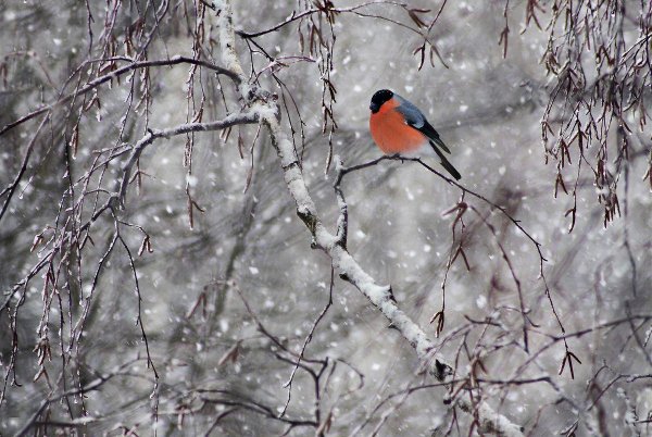 Снегири в зимнем лесу