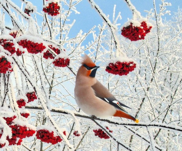Свиристель на рябине