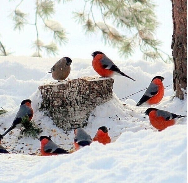 Стайка снегирей