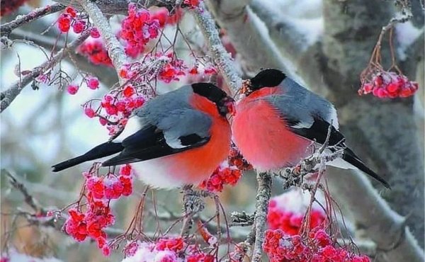 Снегири на рябине зимой