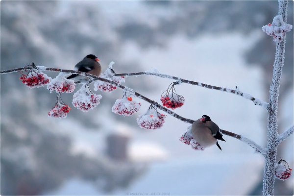 Снегирь на заснеженной ветке