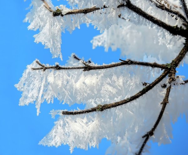 Веточки с сосульками