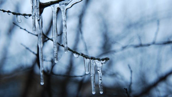 Сосульки на ветках