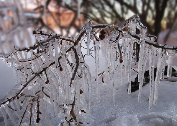 Сосульки на ветках
