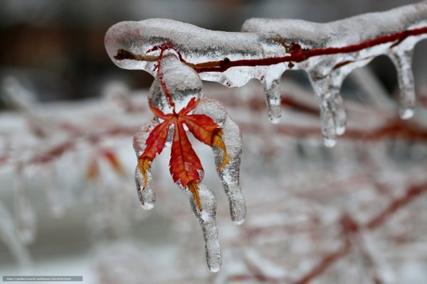 Зимняя капель