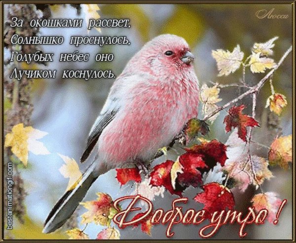 Открытки с добрым ноябрьским утром