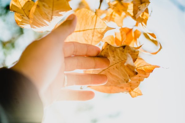 Осень на ладошке