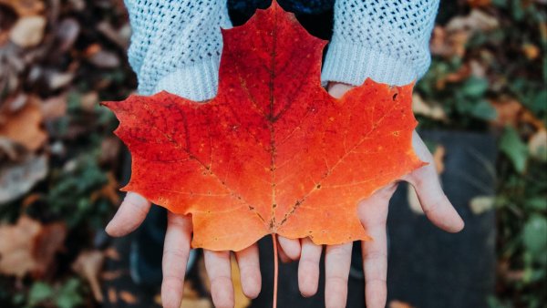 Осенний красный лист на руках