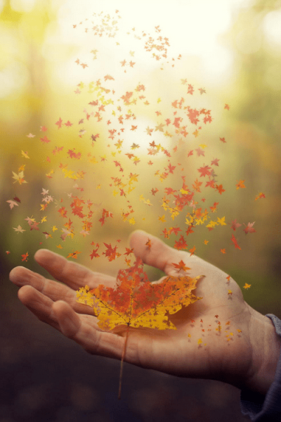 Листик на ладошке