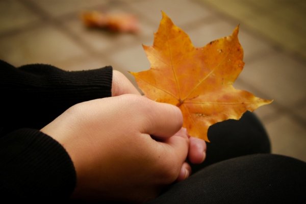 Осенние листья в руках