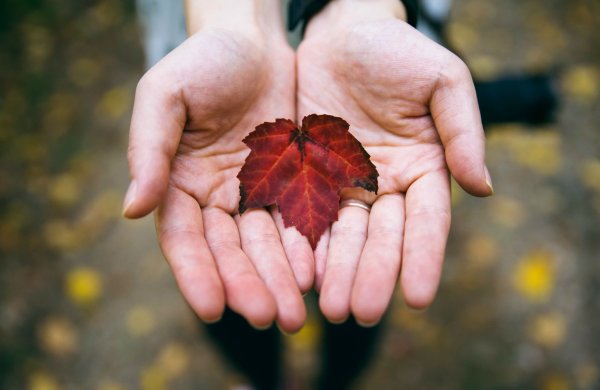 Листок на ладони