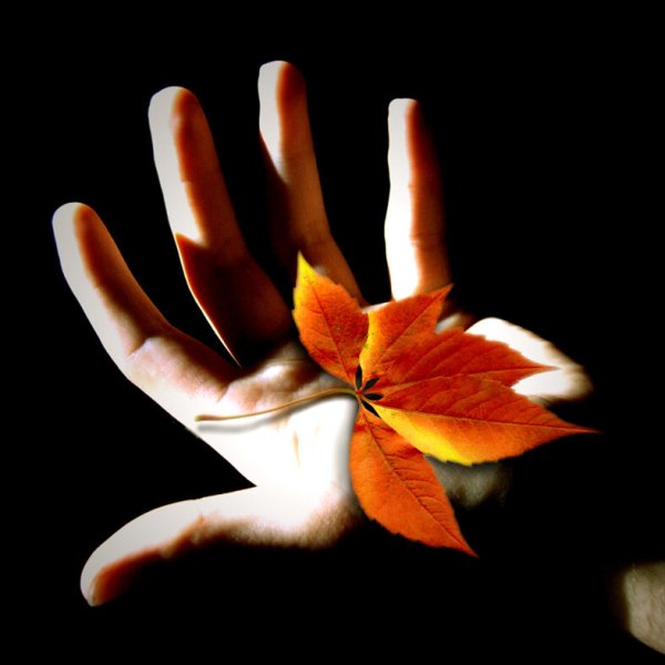 Осень на ладони