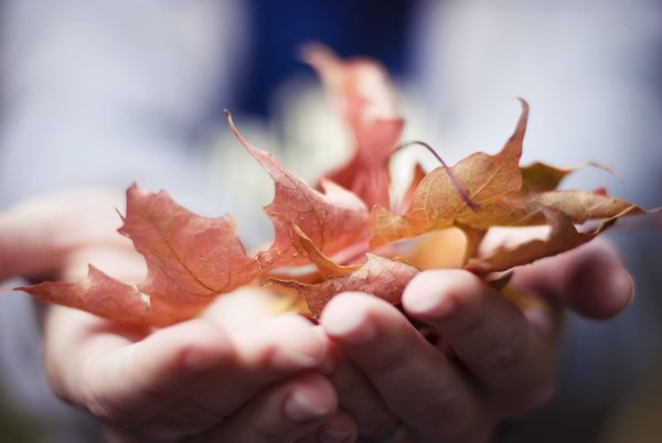 Кленовый лист на ладони