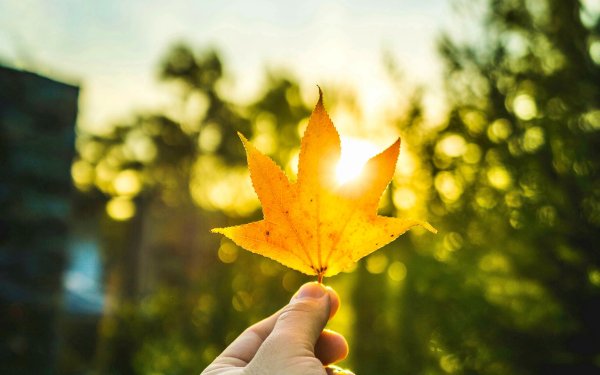 Солнечный Луч в руке