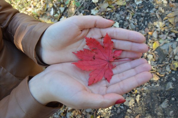 Листик на ладошке