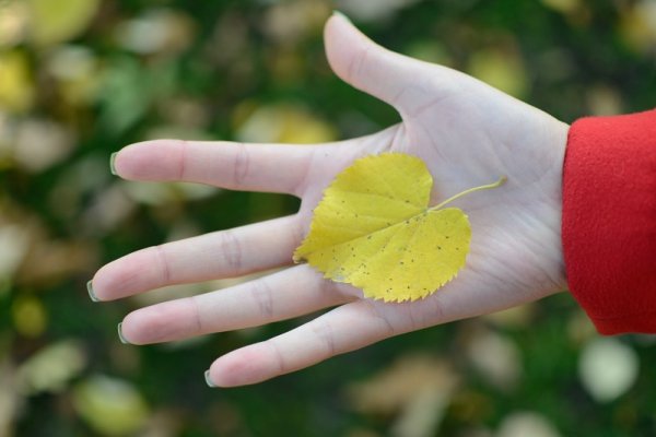 Лист на ладони