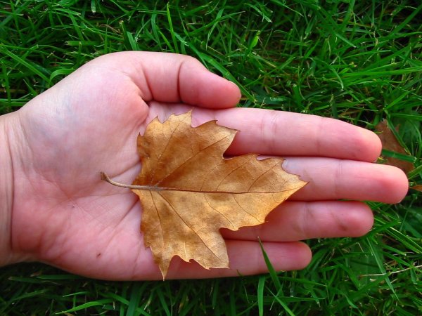 Лист на ладони