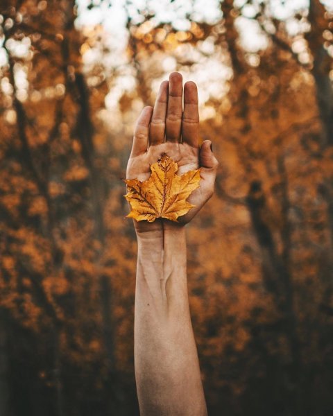 Осенние листья в руках