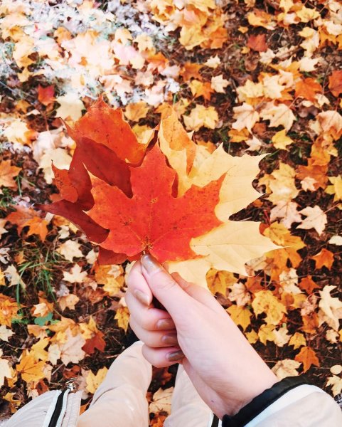 Лист в руке