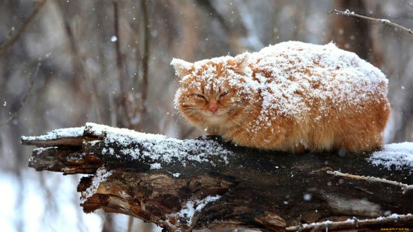 Небольшой снег