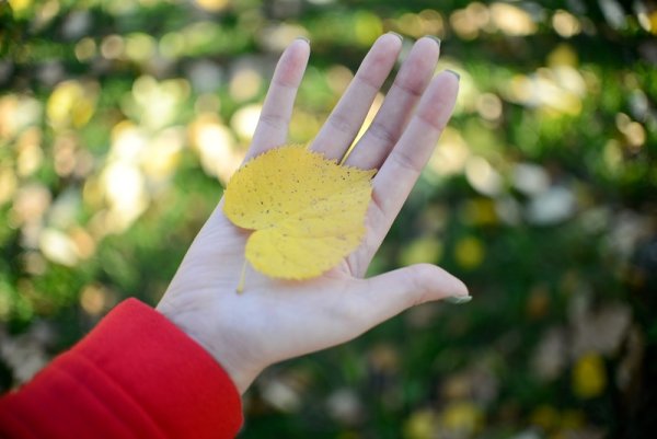 Осенний лист на ладони