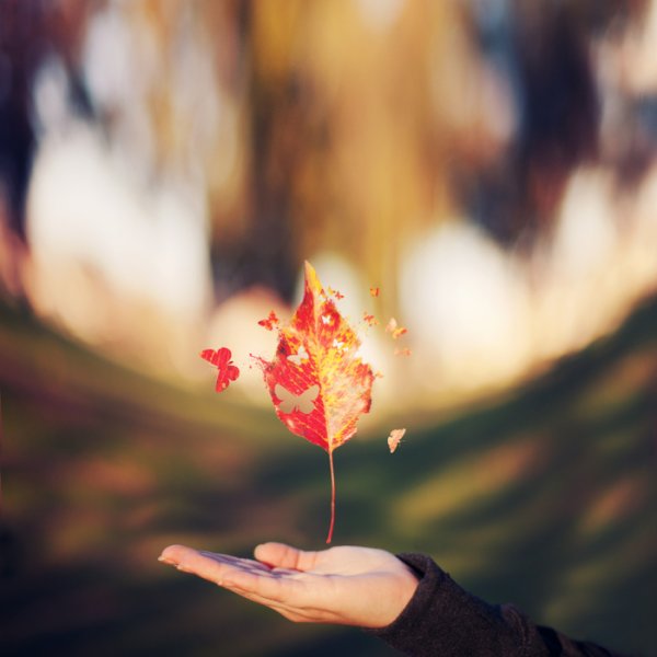 Осень на ладони