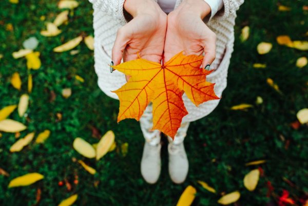 Осенние листья в руках девушки