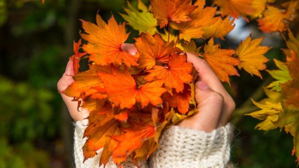 Лист в руке осень