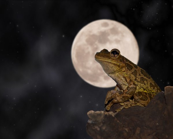 Жаба на Луне