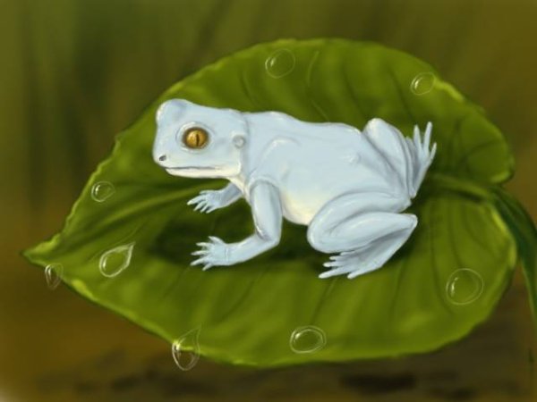 Лунная лягушка