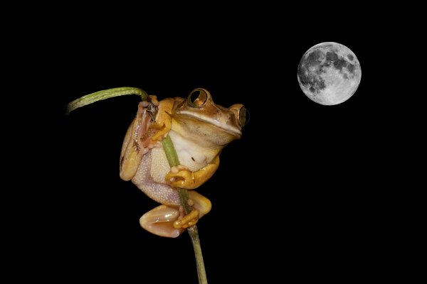 Лягуха на Луне