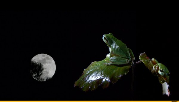 Лунная жаба