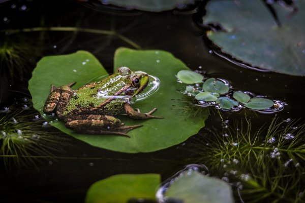 Лягушка травяная квакает