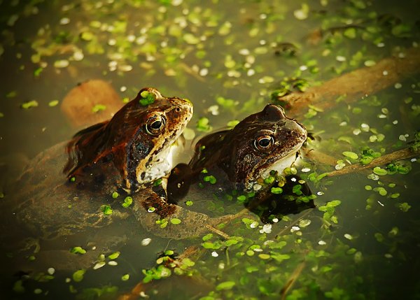 Болото с лягушками