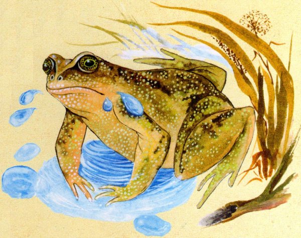 Мудрая лягушка
