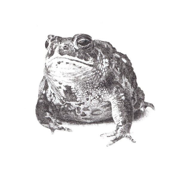 Лягушка рисунок реалистичный