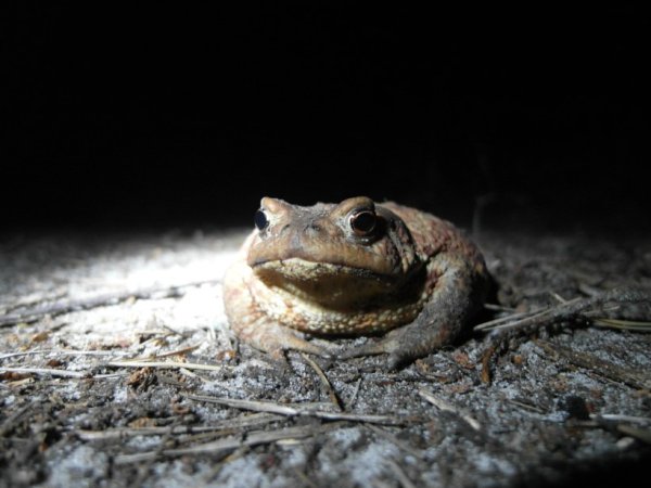 Лягушка ночью