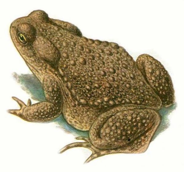 Картина жаба для детей