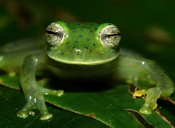 Умная лягушка