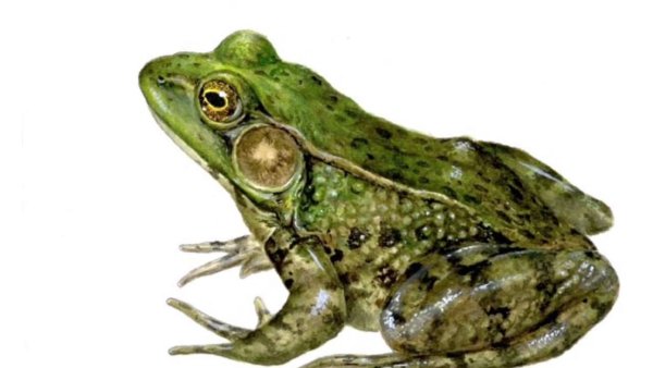 Земноводные на белом фоне