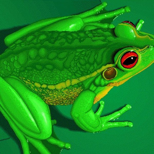 Лягушка рисунок