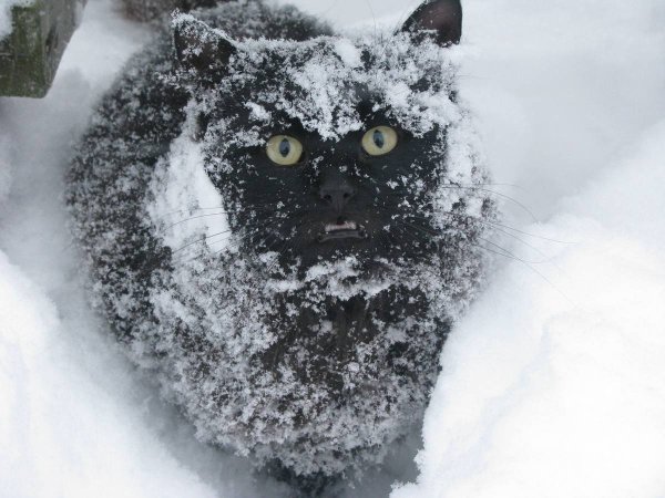 Злой кот в снегу