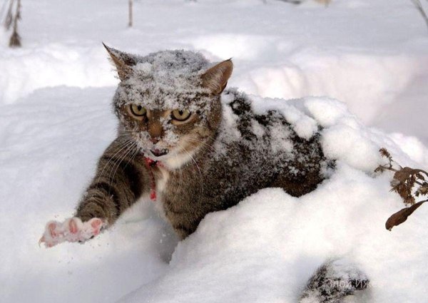 Кот в снегу